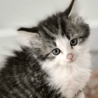 Rosebud and Petal, female cat to adopt