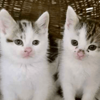 Periwinkle and Primrose, female cat to adopt