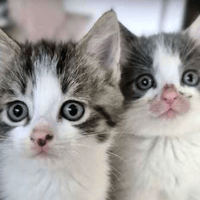 Sage and Peony, female cat to adopt