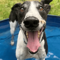 Jack, dog to adopt