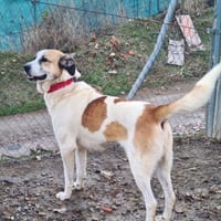 KAMILA, chienne à adopter