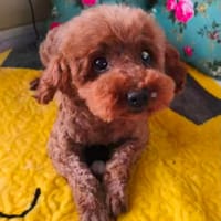 TASHA, chienne à adopter