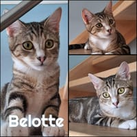 BELOTTE, chatte à adopter