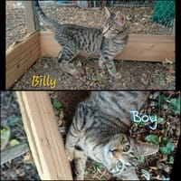 BILLY et BOY, chat à adopter