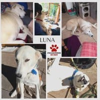 Luna große Hündin Mischling sucht Heim, Hündin zur Adoption