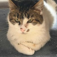Opa Kostek sucht sein Zuhause, Kater zur Adoption