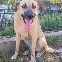 ❤ Yana  darf sie endlich erfahren, wie sich Zuhause anfühl, Hündin zur Adoption