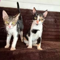 Lilo und Ariana aus dem Tierschutz, Katze zur Adoption