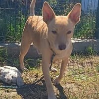 Red- ein lieber Kerl der ankommen möchte, Hund zur Adoption