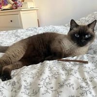 Älterer menschenbezog. Siam-Thai Kater- 12049 Berlin, Kater zur Adoption