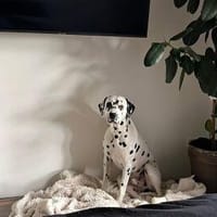 Sid sucht ein Zuhause/Pflegestelle, Hund zur Adoption