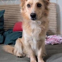 Max  liebes Zuhause gesucht, Hund zur Adoption