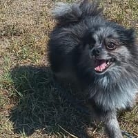 ❤ Chucky  kleiner Kerl mit großem Herzen 🐾, Hund zur Adoption