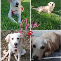 Zuckermaus Mila sucht ihr Körbchen, Hündin zur Adoption
