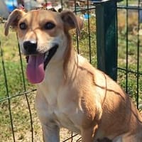 Molly  eine zweite Chance für ein neues Leben ❤, Hündin zur Adoption