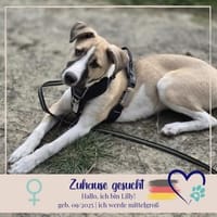 Lilly - sucht ihr für Immer Zuhause, Hündin zur Adoption