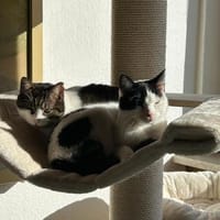 Ida und Nia aus dem Tierschutz, Katze zur Adoption