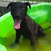 Fünf Welpen, fünf Schicksale, eine große Hoffnung🍀, Hund zur Adoption
