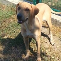 Hilda  eine junge Hündin möchte die Welt entdecken 🐾❤, Hündin zur Adoption