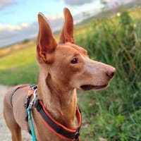 Elio, Pflegestelle in Bayern, Hund zur Adoption