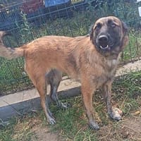Ella möchte so gerne ein liebevolles Zuhause, Hündin zur Adoption