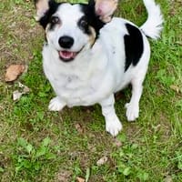 Kleine MAVI Raum DUISBURG sucht ♥‼, Hündin zur Adoption