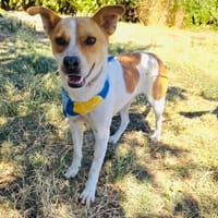 Gustav ein Traumhund, Hund zur Adoption