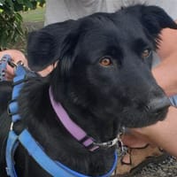 Phoebie, Hündin zur Adoption