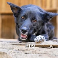 ELLY, Hündin zur Adoption
