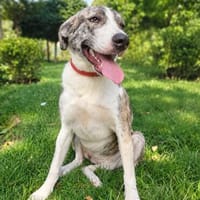 Juli Herdenschutzmischling sucht liebevolles Zuhause!, Hündin zur Adoption