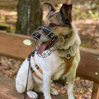 Liebenswerter Maulkorbträger sucht Fels in der Brandung, Hund zur Adoption