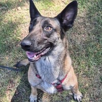 Luna wartet schon so lange, Hündin zur Adoption