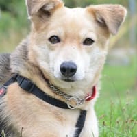 Rudi, Hund zur Adoption