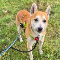 Katzenfreundlicher Shiba Inu Mix Luke wartet in 94518 Spiege, Hund zur Adoption