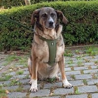 Emma - die gemütliche, anhängliche Hundedame, Hündin zur Adoption