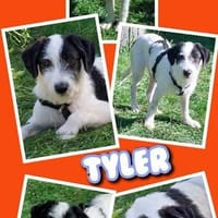 fröhlicher Welpenjunge Tyler auf PS in 91286, Hund zur Adoption