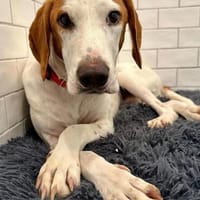 Bracken-Bub  Tilly  wartet bereits in 01640 Coswig, Hund zur Adoption