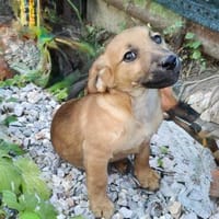 Rico sucht ein tolles Körbchen, Hund zur Adoption