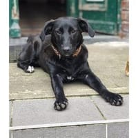 Lia2 - wartet in 49143 Bissendorf, Hündin zur Adoption
