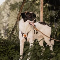 Wundervoller Ezra, Hund zur Adoption