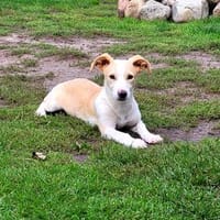 Pollux sucht ein Zuhause, Hund zur Adoption