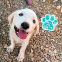 Der neugierige Yuki will die Welt mit Dir entdecken!, Hund zur Adoption