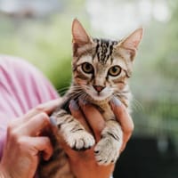 Zwei Brüder suchen ihr Glück, Kater zur Adoption