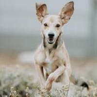 Amedeo jetzt im TH Ransbach-Baumbach, Hund zur Adoption
