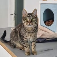 Karlsson sucht ein eigenes Zuhause, Kater zur Adoption
