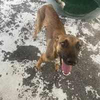 WOOPY, chienne à adopter