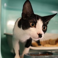 MIRA, chatte à adopter