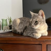 AZKABAN, chatte à adopter