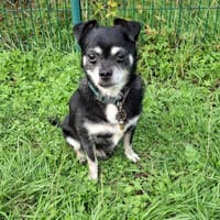 Pepere, chien à adopter