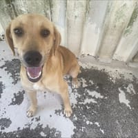 WINNY, chienne à adopter